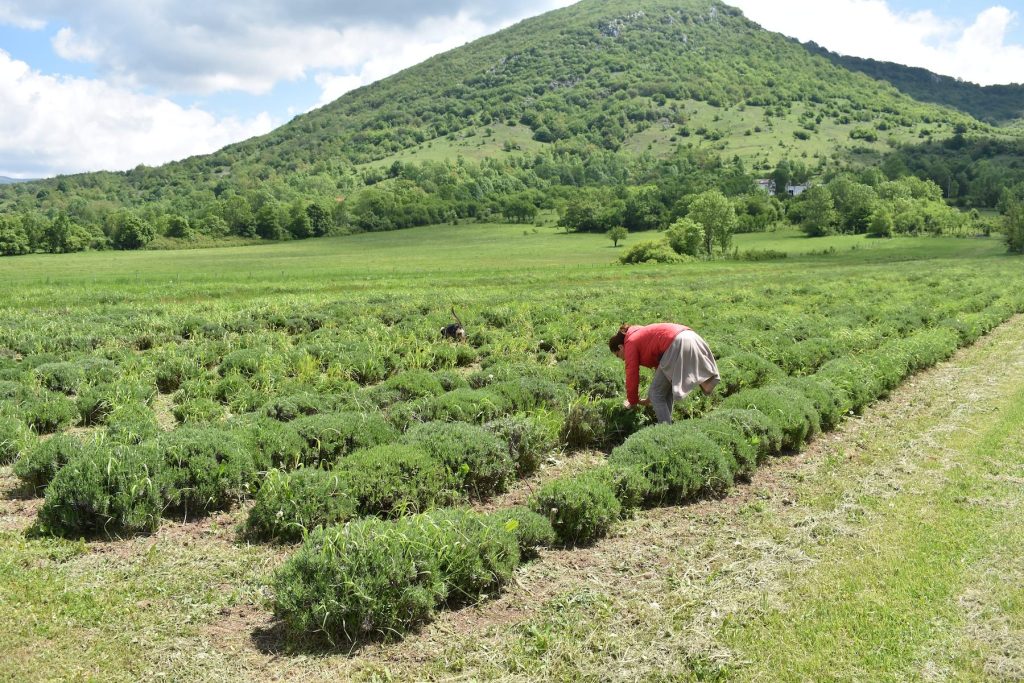 wp-content_uploads_2024_05_2_-5_-lavanda-udbina-mutilic-3-1024x683.jpg