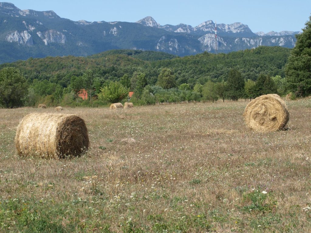 wp-content_uploads_2024_05_21_-5_-bale-3-male-1024x768.jpg
