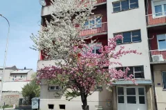 Dvobojna krošnja najviše privlači pčele