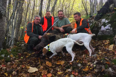 Ličko-senjska lovišta za sad su bez afričke svinjske kuge