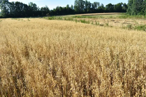 Zob-žitarica od iznimne važnosti za sve koji je koriste!!!