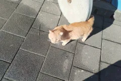 Maca koju je nekadašnji vlasnik ili vlasnica “malo zaboravili”