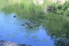 Promenada mame-patke i njezinog podmlatka