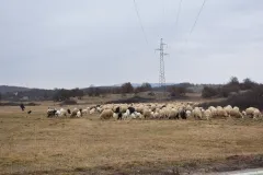 Pastiru Tjanu u Lici je super!
