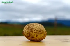 AgroVelebit Mladi krumpir iz zadarskog zaleđa