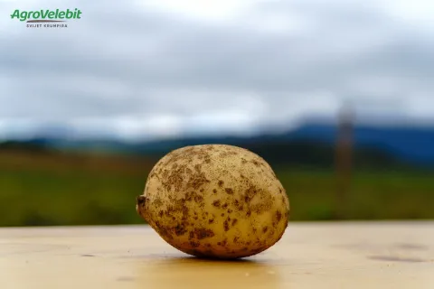 AgroVelebit Mladi krumpir iz zadarskog zaleđa