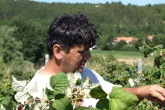 Maline OPG-a Dragana Šopa sve su popularnije i uvijek imaju kupce