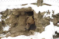 Svi medvjedi su u stanju povremene hibernacije i baš kao i ljudi jedva čekaju proljeće