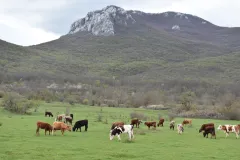 Vukovi kod Udbine i dalje ne miruju