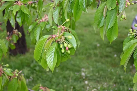 Razmetljiva trešnja i njezini plodovi