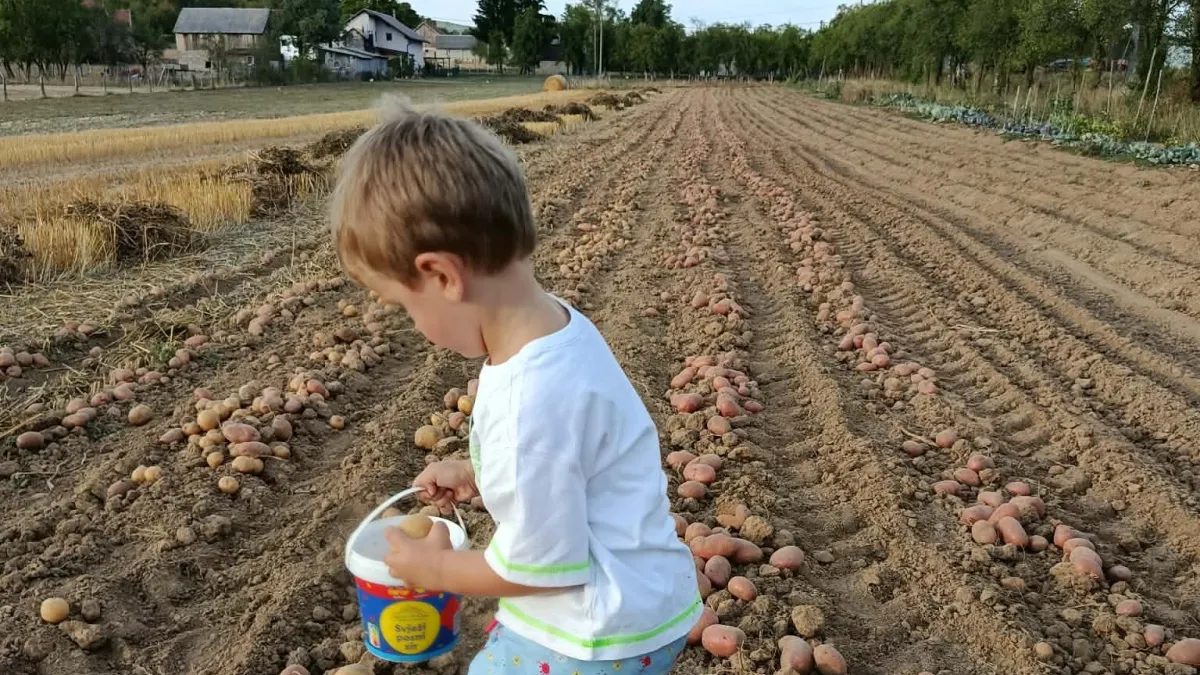 Vrijeme krumpira u Gackoj: Jesen satkana od rada, običaja i nasljeđa