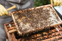 Država planira 100.000 eura pomoći pčelarima – uključite se u javno savjetovanje