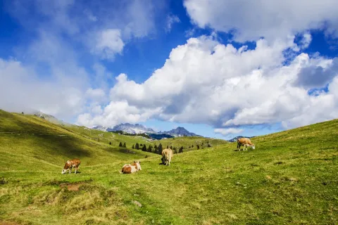 Poljoprivrednici, otvorene su prijave za izravna plaćanja i ruralne mjere 2025!