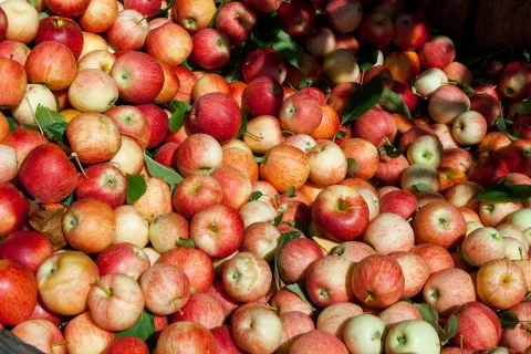 Na snagu stupio novi Pravilnik o tržišnim standardima i označavanju voća i povrća
