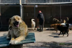 Bliži se završetak radova na azilu za pse u Otočcu