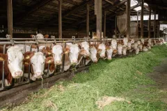 Veterinarska inspekcija pojačava nadzor zbog izbijanja bedrenice u Dalmaciji: Cijepljeno više od 600 životinja