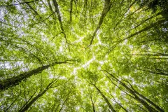 UŠP Gospić: Javni uvidi za Šumsko-gospodarske planove