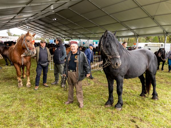 FOTO/ Izložba konja na Jeseni u Lici okupila brojne posjetitelje FOTO/ Izložba konja na Jeseni u Lici okupila brojne posjetitelje