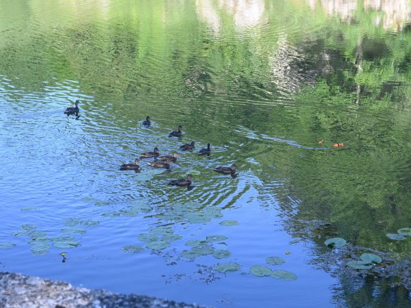 Promenada mame-patke i njezinog podmlatka