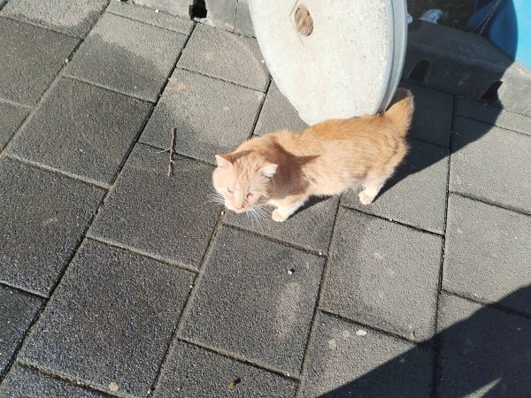 Maca koju je nekadašnji vlasnik ili vlasnica „malo zaboravili“ Maca koju je nekadašnji vlasnik ili vlasnica „malo zaboravili“