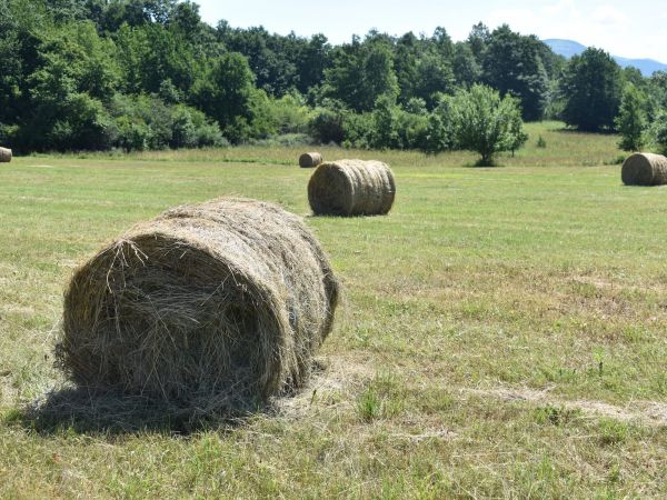 Ova je godina solidna za travu i sijeno, a zalihe stočnog krmiva su ostale bogate