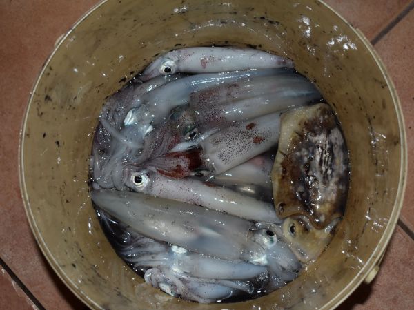 Ćudljive lignje i uporni lignjolovci