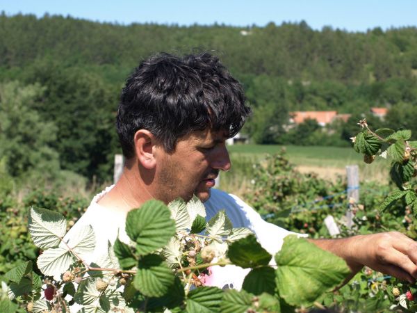 Maline OPG-a Dragana Šopa sve su popularnije i uvijek imaju kupce