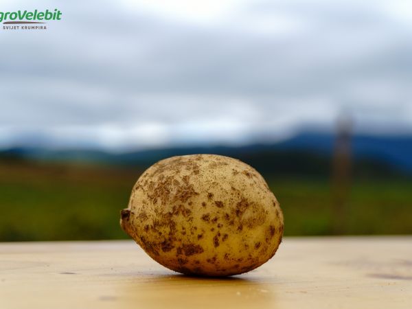 AgroVelebit Mladi krumpir iz zadarskog zaleđa AgroVelebit Mladi krumpir iz zadarskog zaleđa
