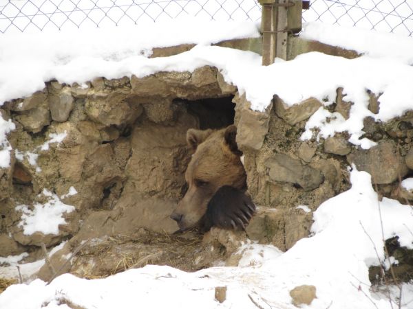 Svi medvjedi su u stanju povremene hibernacije i baš kao i ljudi jedva čekaju proljeće Svi medvjedi su u stanju povremene hibernacije i baš kao i ljudi jedva čekaju proljeće