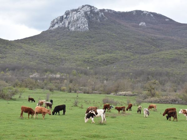 Vukovi kod Udbine i dalje ne miruju