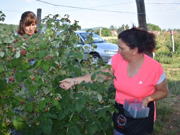 Dokazano je, ali još nitko ne zna razloge: plodovi malina iz okolice Ličkog Osika ove godine su izrazito kvalitetne