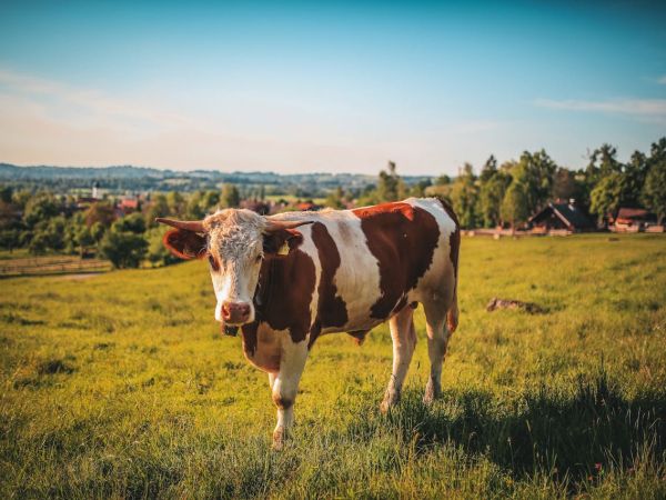 Raspisan Javni poziv za dodjelu potpora u poljoprivredi i ruralnom razvoju Grada Gospića u 2024. godini