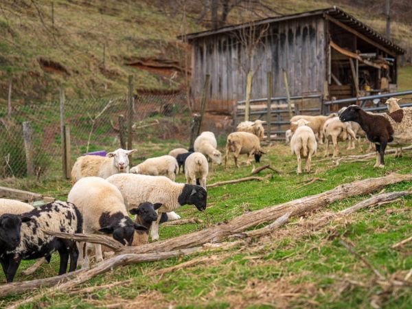 Jačanje domaće proizvodnje mesa: Usvojen program potpore za male i srednje uzgajivače