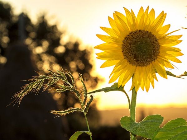 Još danas se stignete prijaviti na natječaj Suncokret ruralnog turizma Još danas se stignete prijaviti na natječaj Suncokret ruralnog turizma