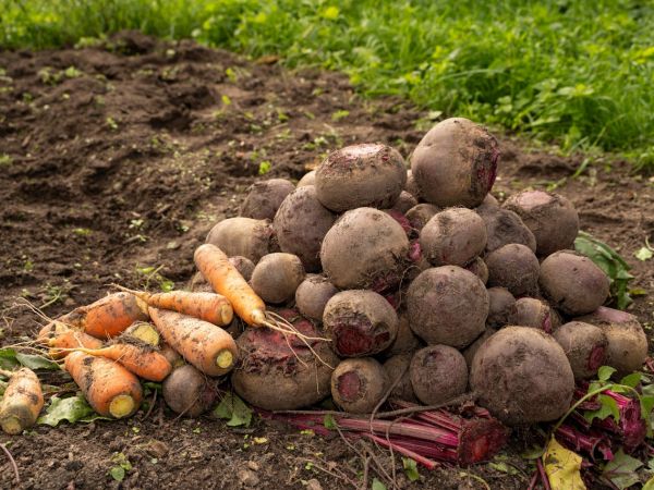 Bioraznolikost u akciji: Predavanje o prirodnoj zaštiti vrta u Lovincu Bioraznolikost u akciji: Predavanje o prirodnoj zaštiti vrta u Lovincu