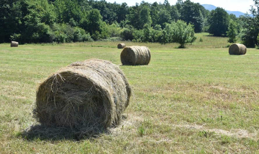 Ova je godina solidna za travu i sijeno, a zalihe stočnog krmiva su ostale bogate