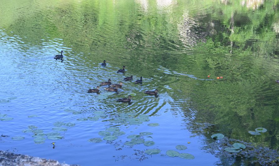 Promenada mame-patke i njezinog podmlatka