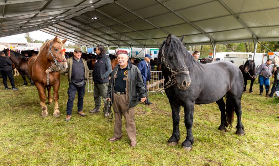 FOTO/ Izložba konja na Jeseni u Lici okupila brojne posjetitelje