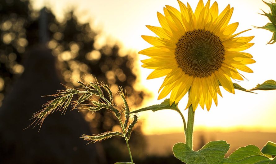 Još danas se stignete prijaviti na natječaj Suncokret ruralnog turizma